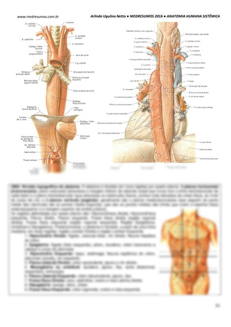 SOLUTION Anatomia Humana Sist Mica 08 Sistema Digest Rio Studypool