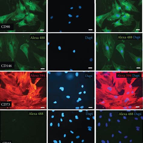 Cellular Characterization Of Mesenchymal Stem Cell Surface Markers By