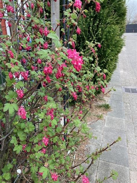 Ophogen En Vergroenen In Gouda Goverwelle De Tuin Van Nu