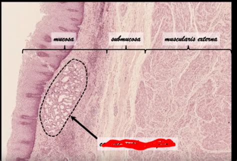 Histology Of The Esophagus And Stomach Dr Mapes Flashcards Quizlet