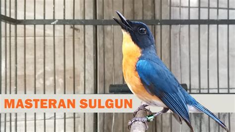 Suara Tledekan Gunung Jantan Nyiul Gacor Untuk Masteran Sulingan