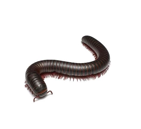 American Giant Millipede - Roonami