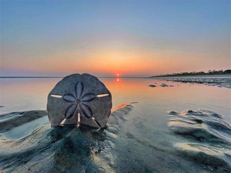 Hidden Sand Dollar Beaches Of Cumberland Island, Georgia | TouristSecrets