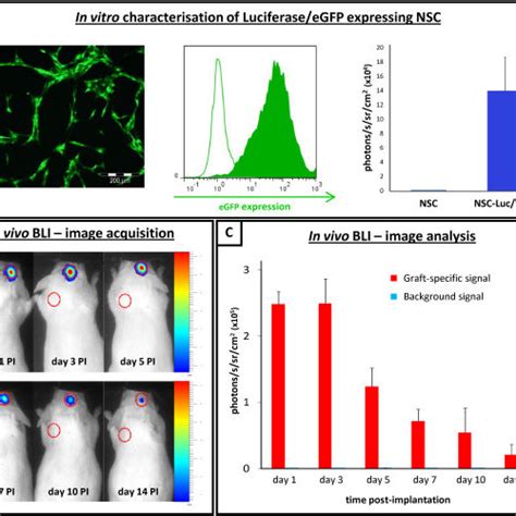 Abbreviations Bli Bioluminescence Imaging Cc Anti Apc Adenomatous