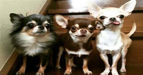 chihuahua owners   forget