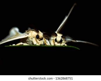 Silkworm Cocoon Moth Stock Photo 1362868751 | Shutterstock