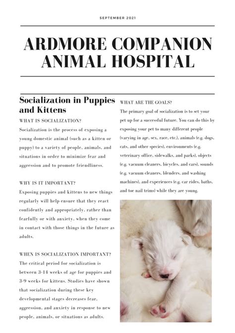 Socialization In Puppies And Kittens Ardmore Companion Animal Hospital