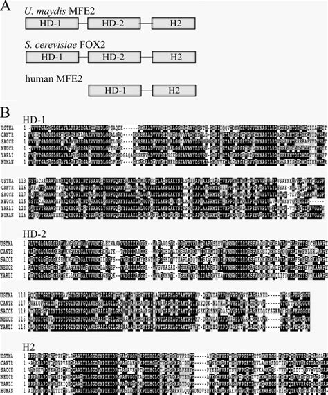 Organization of the peroxisomal multifunctional enzymes (type 2). (A ...