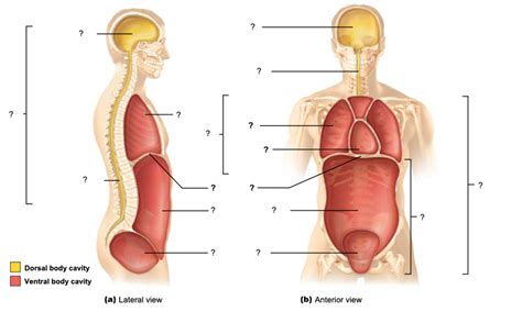 Major Body Cavities Diagram Quizlet