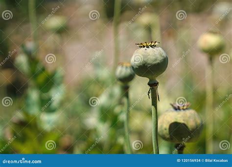 Detalle De La Amapola De Opio En El Papaver Latino Somniferum Campo