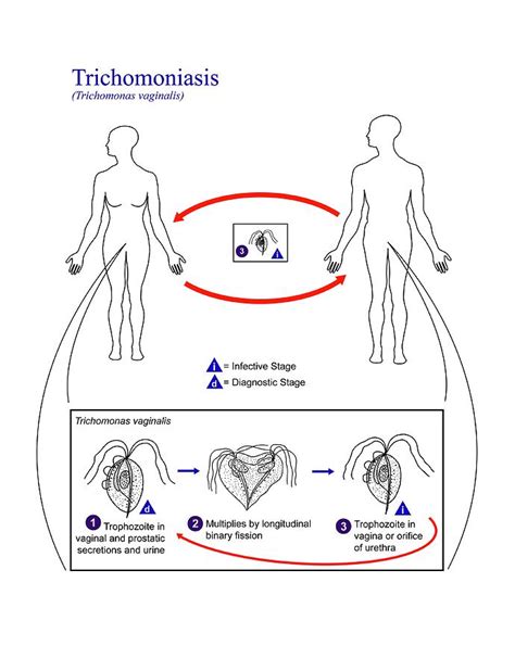 Trichomonas Hominis Life Cycle