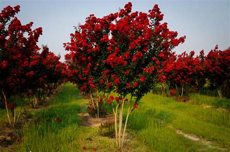 Buy Red Rocket Crape Myrtle Trees Online The Tree Center™