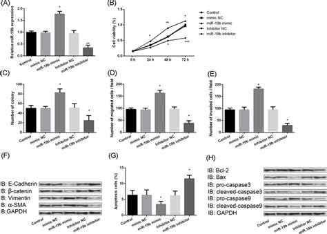 Mir 19b Promoted Cell Proliferation And Metastasis And Inhibited Cell