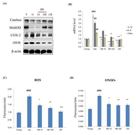 Anti Inflammatory Action Of Hydroxybutyrate Via Modulation Of Pgc