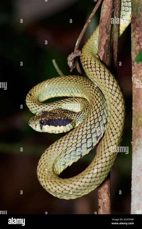 A Sri Lankan Green Pit Viper Trimeresurus Trigonocephalus In Ambush