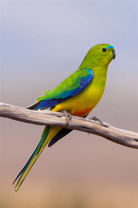 Meet 12 Of Australia’s Most Beautiful Birds! - Amazing Nature