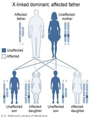 Figure Image Showing Inheritance Of X Linked StatPearls NCBI