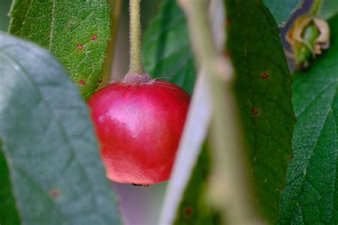 Capulines Fruta En Ingles