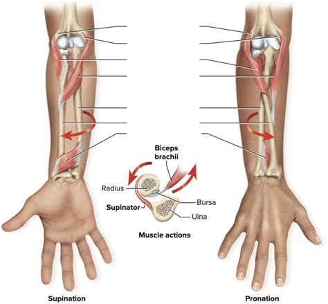 Supinators And Pronators Diagram Quizlet