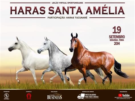 Canal Business LEILÃO VIRTUAL HARAS SANTA AMÉLIA PARTICIPAÇÃO HARAS