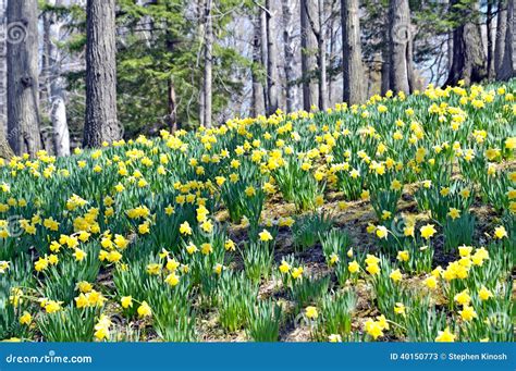 Daffodil Hill Stock Image Image Of Flower Leaves Stem 40150773