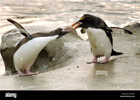 Penguin's fighting at Edinburgh Zoo Stock Photo - Alamy