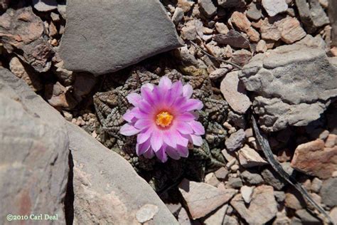 Ariocarpus Fissuratus