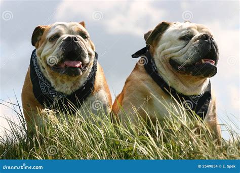 Two Bulldogs Stock Photo Image Of Friend Pedigree English 2549854