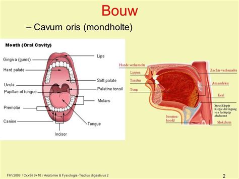 Anatomie Mond En Keelholte Anatomie Menselijk Lichaam Geneeskunde