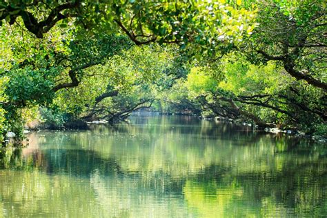 Sicao Green Tunnel - Living + Nomads – Travel tips, Guides, News ...