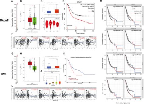 Bioinformatic Analysis Of Metastasis Associated Lung Adenocarcinoma