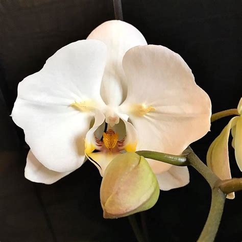 Orchid Phalaenopsis Sogo Yukidian 'V3' (peloric)