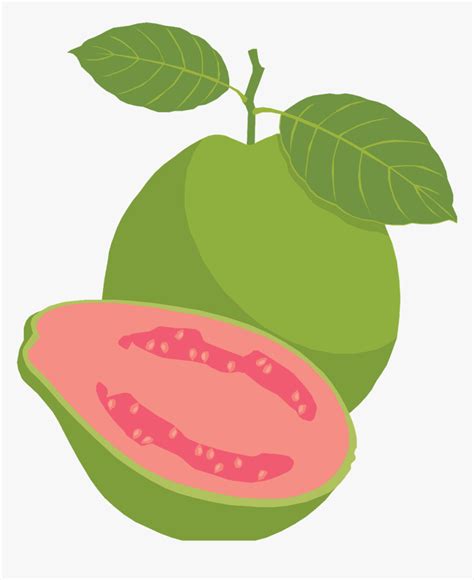 Guava Png - Guava Fruit Clipart Png, Transparent Png - kindpng