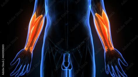 3d illustration of human body forearms anatomy Stock Illustration ...