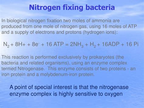 Ppt Nitrogen Fixation By Cyanobacteria Powerpoint Presentation Free Download Id9734562