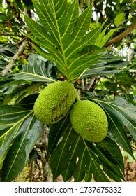 Artocarpus Camansi Breadfruit Stock Photo 1737675332 | Shutterstock