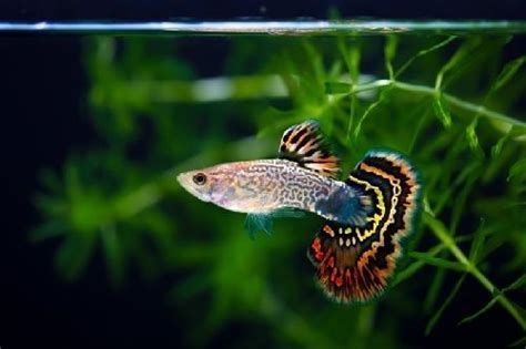 9 Penyebab Ikan Guppy Cepat Mati Dan Cara Mengatasinya Si Binatang