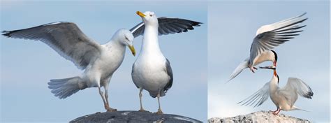 Types Of Gulls And Terns Found In New Jersey Bird Watching Hq