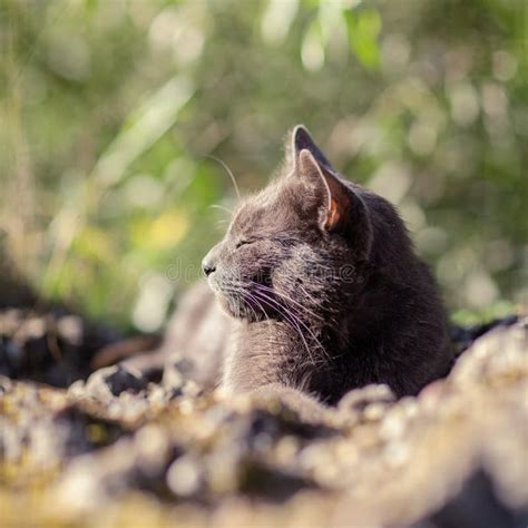 Gato Gris Adulto Lindo Con Los Ojos Verdes Hermosos Que Mienten En Una