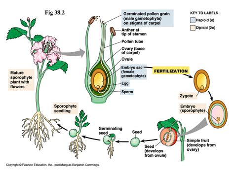 Ppt Angiosperm Reproduction And Assorted Topics Powerpoint