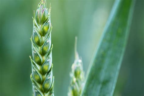 Images Gratuites la nature herbe champ ferme Prairie blé grain