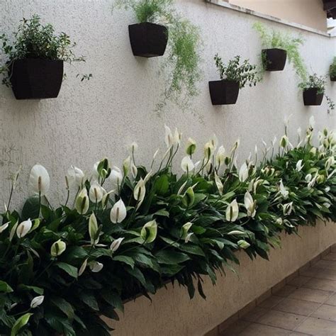 Plantas de Sombra 12 Espécies Perfeitas para Interiores