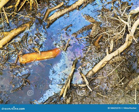 Polluted Wetland Water Stock Photo Image Of Sticks Contaminated