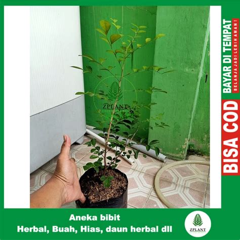 Jual Bibit Pohon Bunga Kemuning Putih Tanaman Herbal Shopee Indonesia