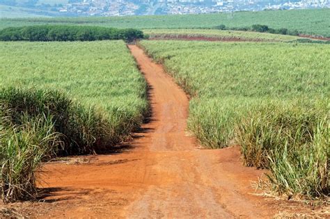 Premium Photo | Sugarcane plantation in brazil