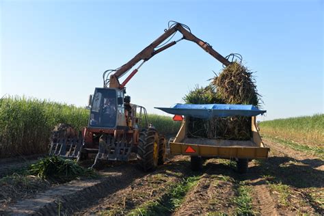 Louisiana Sugarcane Farm