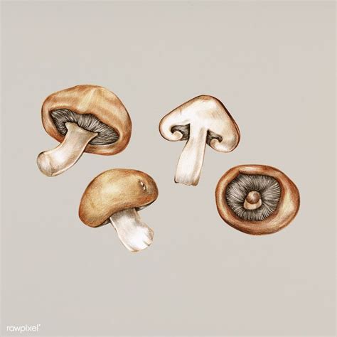 Hand drawn watercolor of mushroom | premium image by rawpixel.com ...