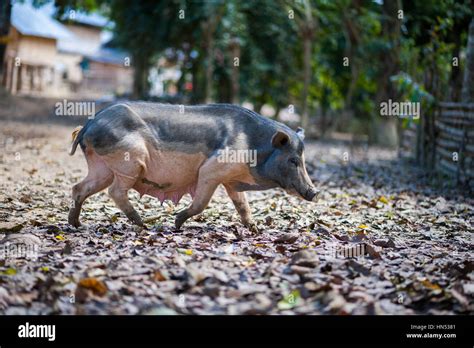 Pigs In Rural Laos Stock Photo Alamy