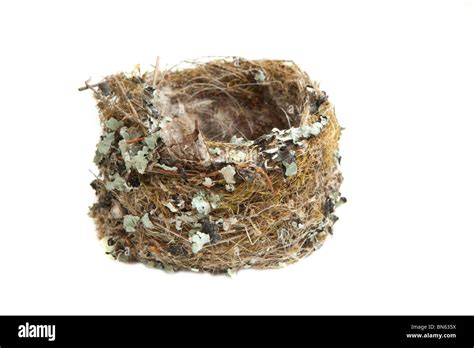 Nest Cut Hi Res Stock Photography And Images Alamy