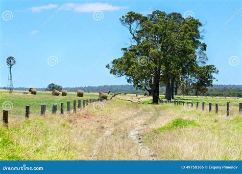 Australian Rural Field Landscape with Haystacks Stock Photo - Image of farm, scene: 49750366